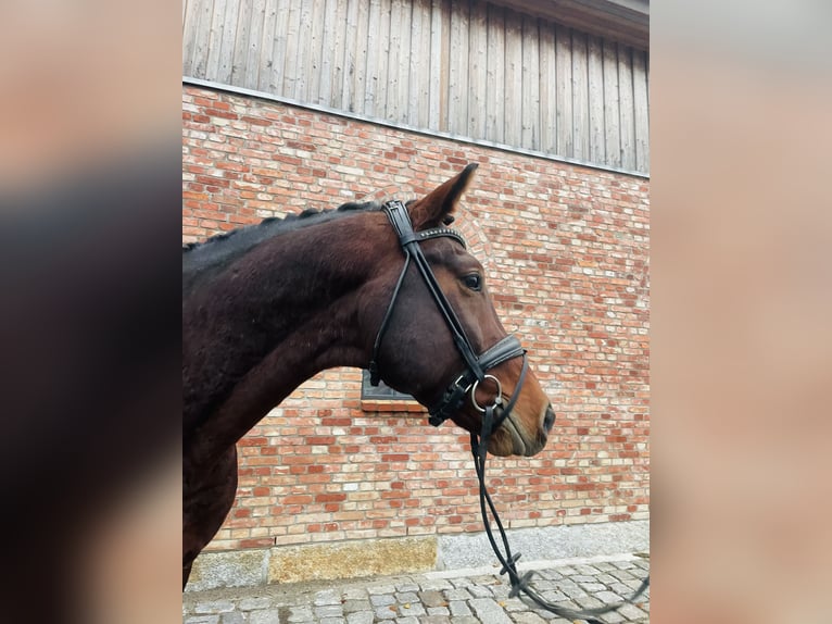 German Sport Horse Gelding 6 years 16,1 hh Brown in Westerholz