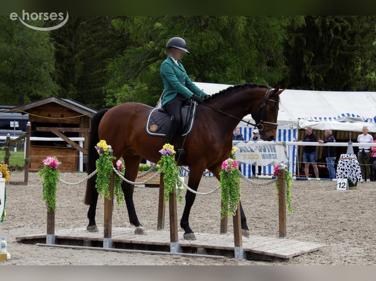 German Sport Horse Gelding 6 years 16.1 hh Brown in Polling