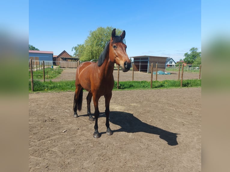 German Sport Horse Gelding 6 years 16.1 hh Brown in Oebisfelde