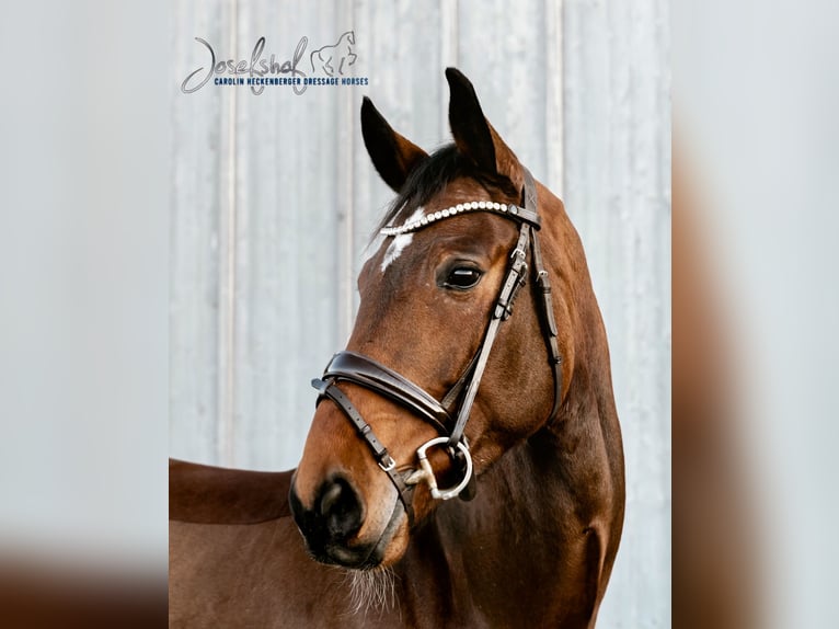 German Sport Horse Gelding 6 years 16,1 hh Brown in Oberstadion