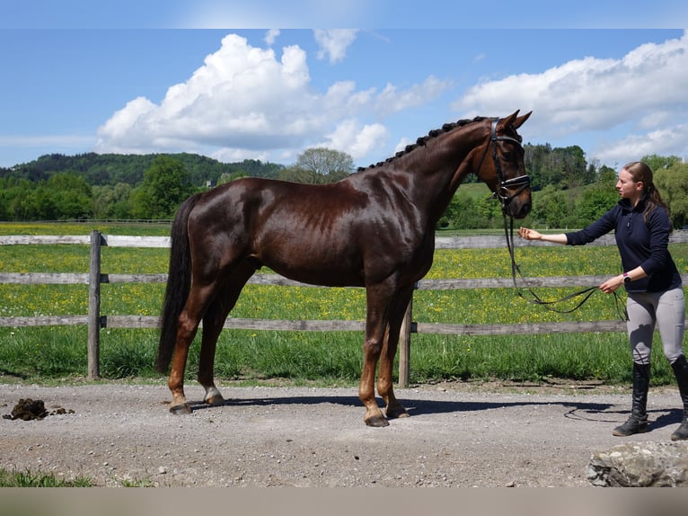 German Sport Horse Gelding 6 years 16.1 hh Chestnut in Kißlegg
