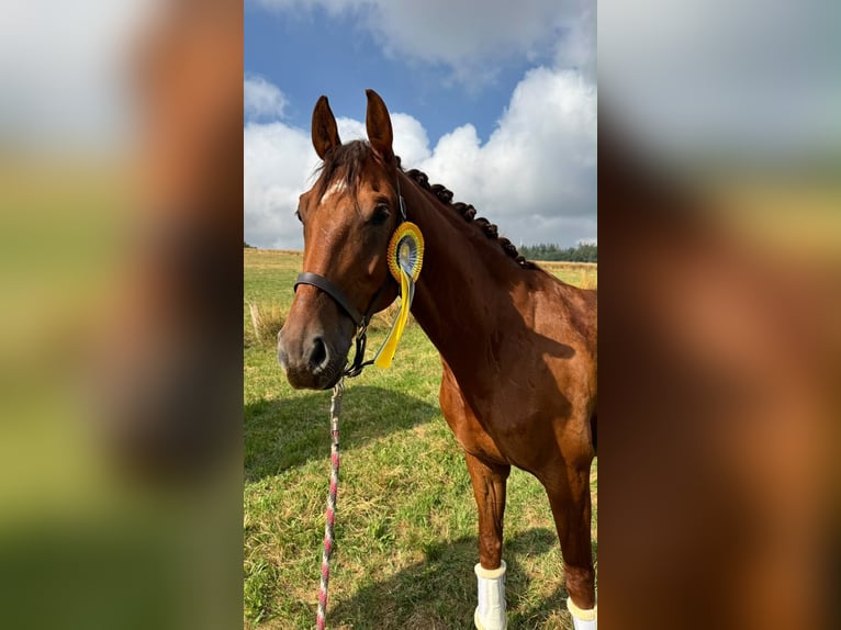 German Sport Horse Gelding 6 years 16.1 hh Chestnut in Mainz
