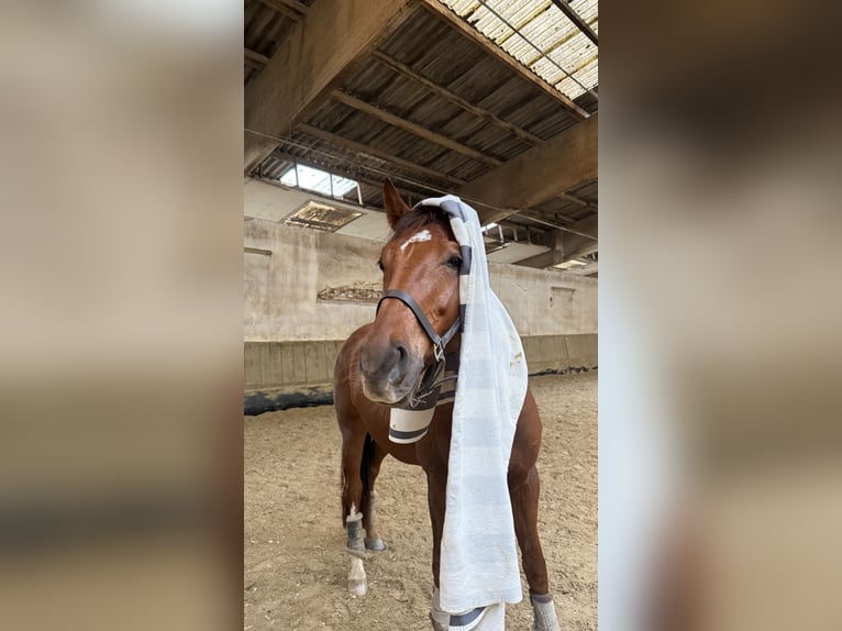 German Sport Horse Gelding 6 years 16.1 hh Chestnut in Mainz