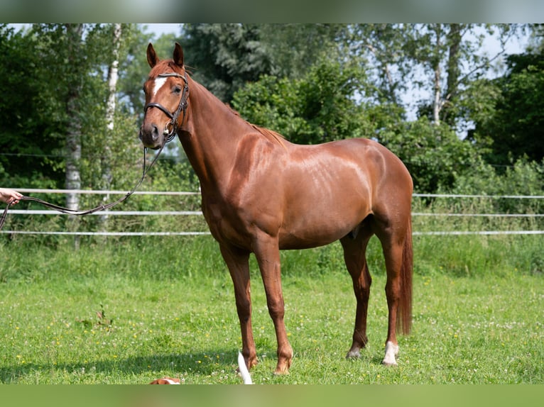 German Sport Horse Gelding 6 years 16.1 hh Chestnut-Red in Osthausen-Wülfershausen