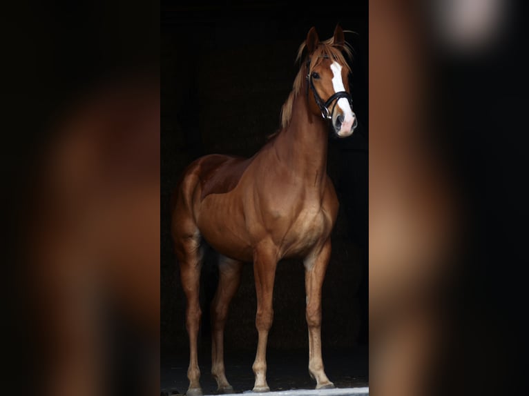German Sport Horse Gelding 6 years 16,1 hh Chestnut-Red in Landsberg