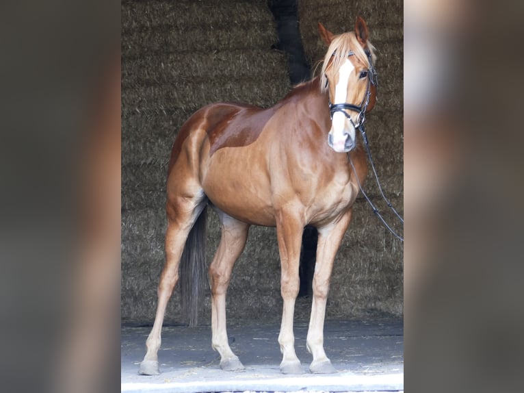 German Sport Horse Gelding 6 years 16,1 hh Chestnut-Red in Landsberg