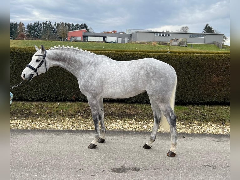 German Sport Horse Gelding 6 years 16,1 hh Gray-Dapple in Gerstetten