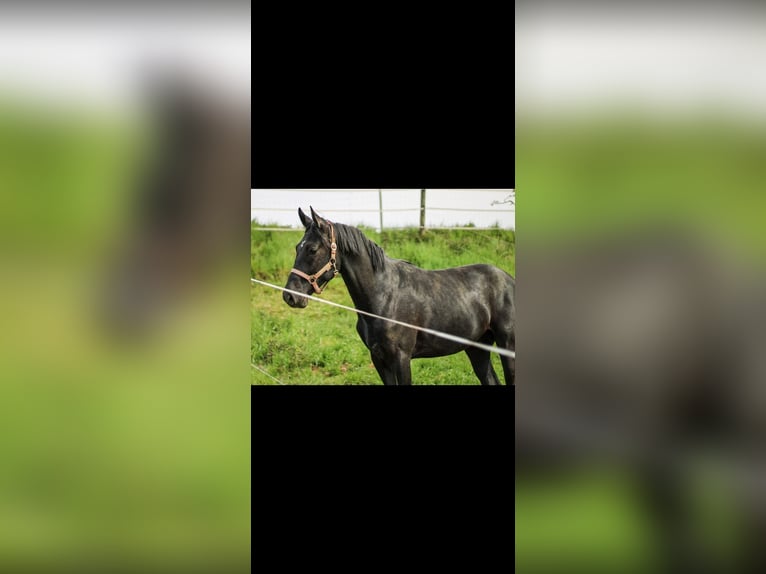 German Sport Horse Gelding 6 years 16,1 hh Gray in Krombach