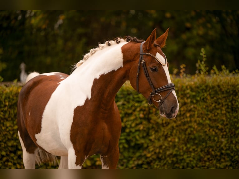 German Sport Horse Gelding 6 years 16.1 hh Pinto in Wehringen