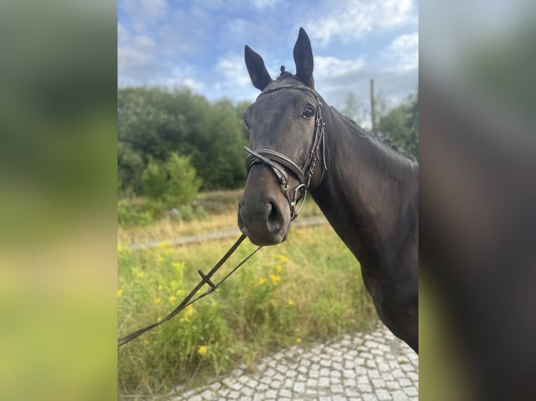 German Sport Horse Gelding 6 years 16,1 hh Smoky-Black in Schleiz