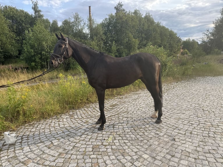 German Sport Horse Gelding 6 years 16,1 hh Smoky-Black in Schleiz