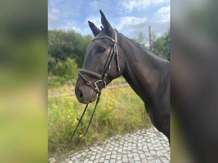 German Sport Horse Gelding 6 years 16,1 hh Smoky-Black in Schleiz