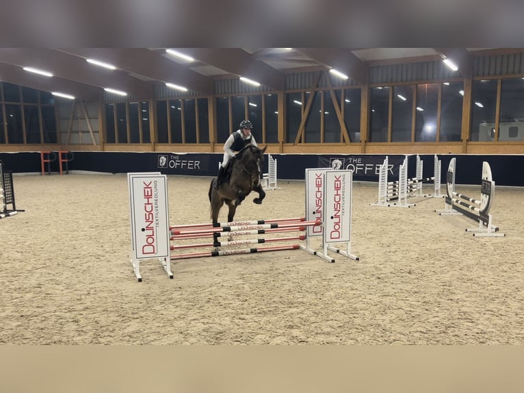 German Sport Horse Gelding 6 years 16,2 hh Bay-Dark in Mengen