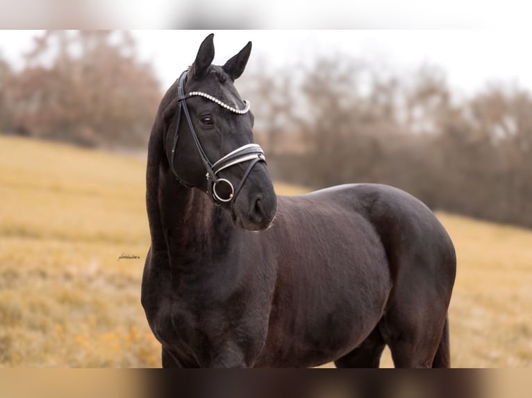 German Sport Horse Gelding 6 years 16.2 hh Black in Lehrberg