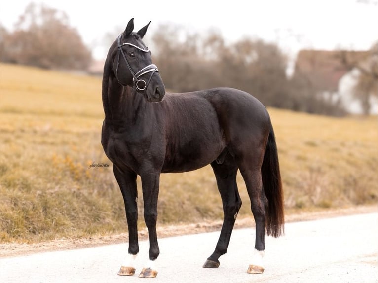 German Sport Horse Gelding 6 years 16.2 hh Black in Lehrberg