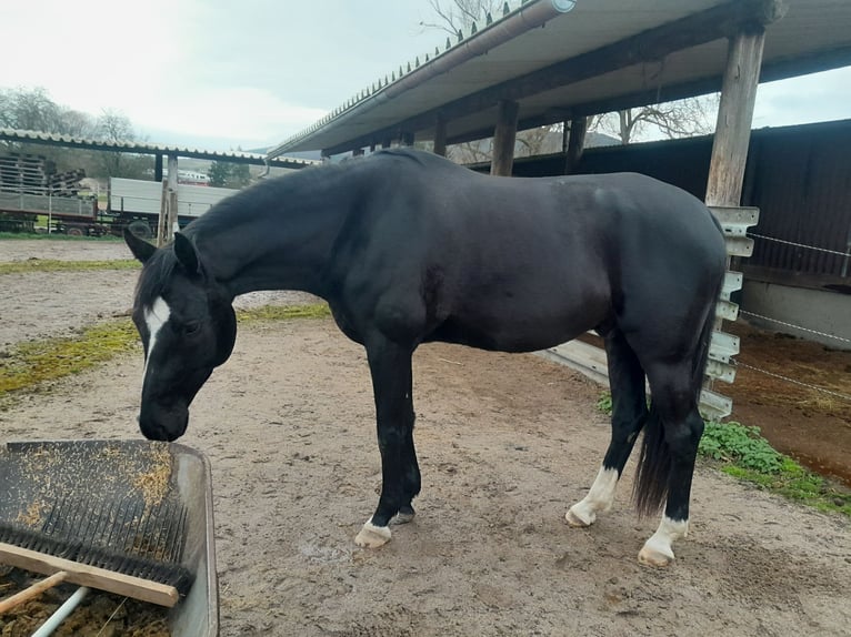 German Sport Horse Gelding 6 years 16.2 hh Black in Sinzheim