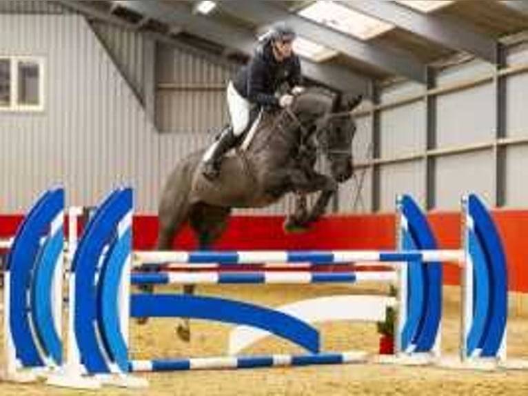 German Sport Horse Gelding 6 years 16,2 hh Black in Waddinxveen