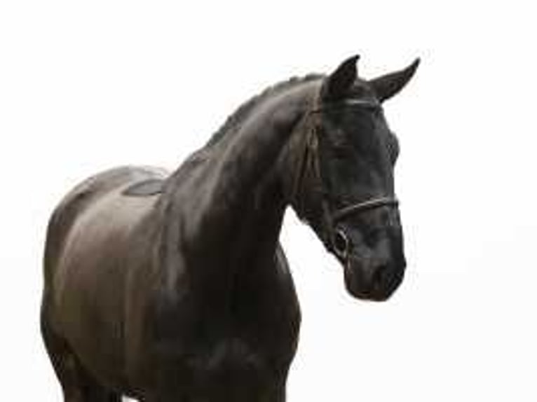 German Sport Horse Gelding 6 years 16,2 hh Black in Waddinxveen