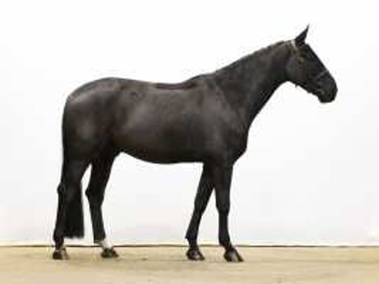 German Sport Horse Gelding 6 years 16,2 hh Black in Waddinxveen