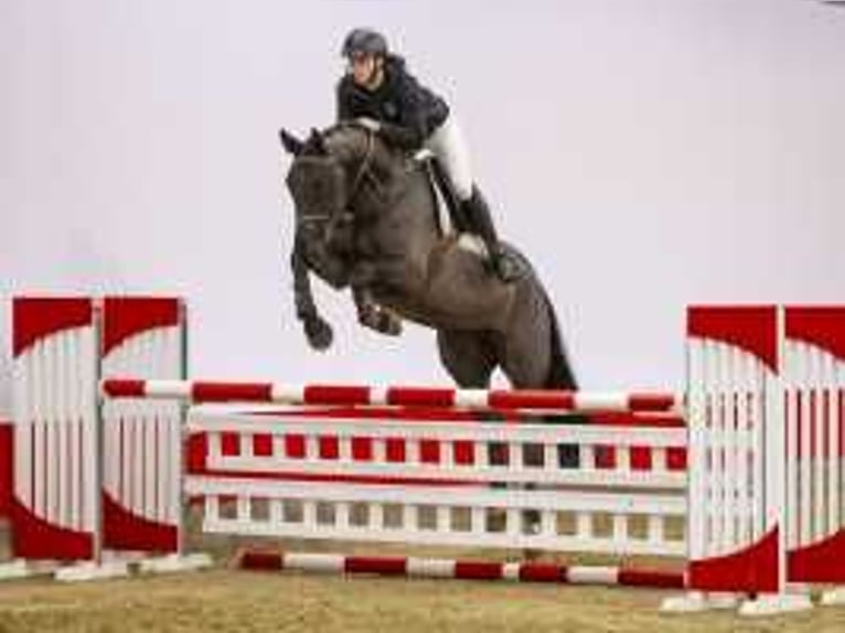 German Sport Horse Gelding 6 years 16,2 hh Black in Waddinxveen