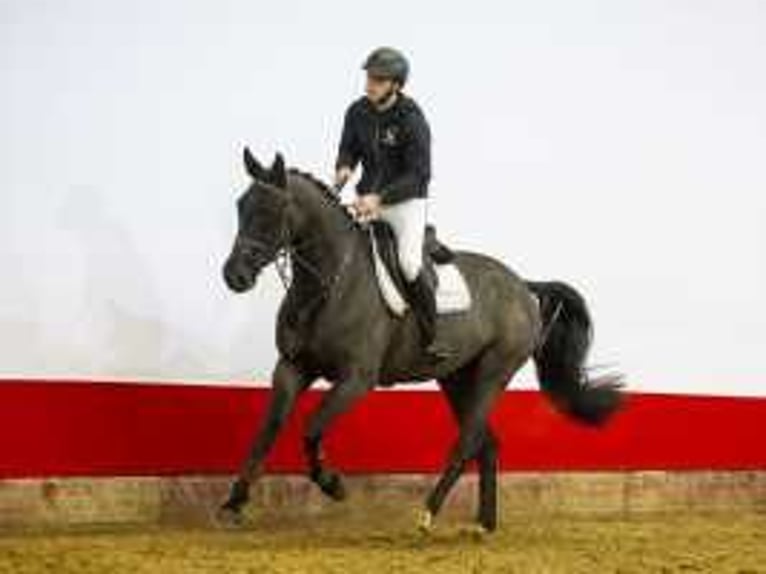 German Sport Horse Gelding 6 years 16,2 hh Black in Waddinxveen