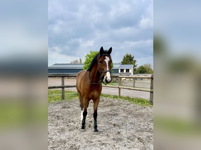 German Sport Horse Gelding 6 years 16,2 hh Brown in Condette