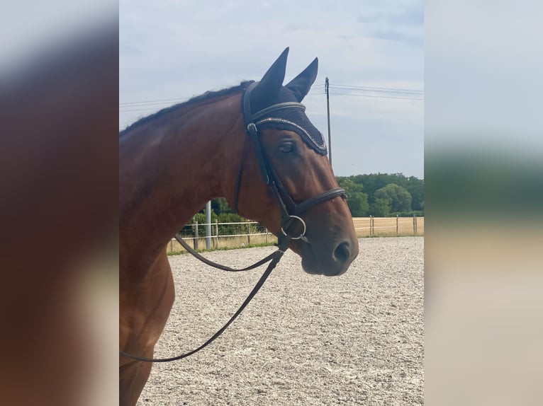 German Sport Horse Gelding 6 years 16.2 hh Brown in Zellwiller