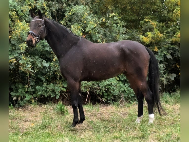 German Sport Horse Gelding 6 years 16,2 hh Brown in Ritzerow