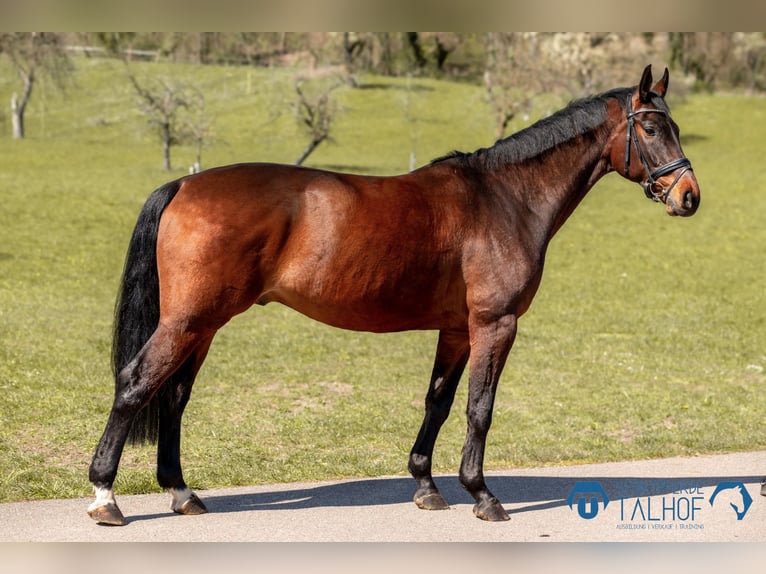 German Sport Horse Gelding 6 years 16.2 hh Brown in Korntal-Münchingen