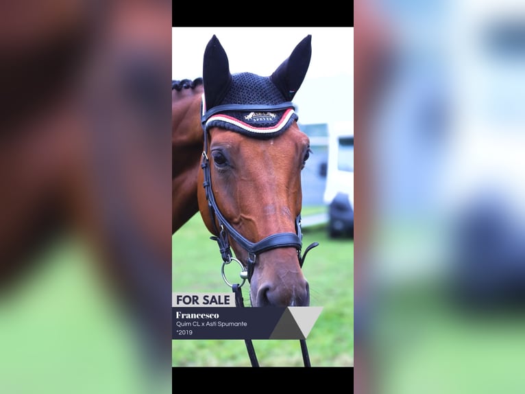 German Sport Horse Gelding 6 years 16,2 hh Brown in Biblis