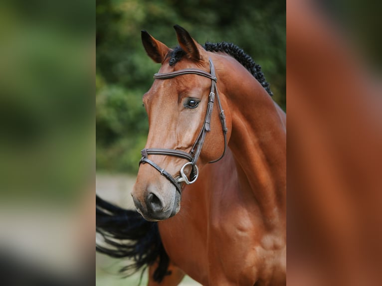 German Sport Horse Gelding 6 years 16.2 hh Brown in Riedstadt