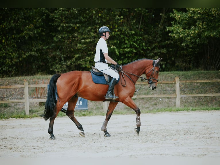 German Sport Horse Gelding 6 years 16.2 hh Brown in Riedstadt