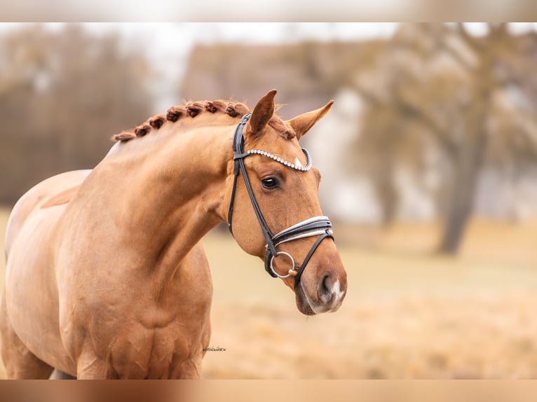 German Sport Horse Gelding 6 years 16.2 hh Chestnut-Red in Lehrberg
