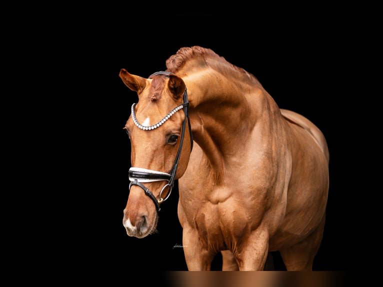 German Sport Horse Gelding 6 years 16.2 hh Chestnut-Red in Lehrberg