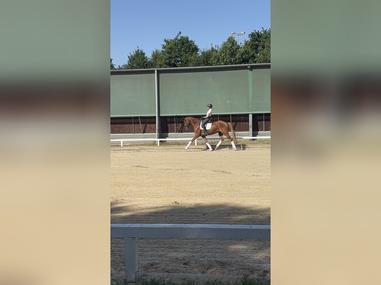 German Sport Horse Gelding 6 years 16.2 hh Chestnut-Red in Altenstadt
