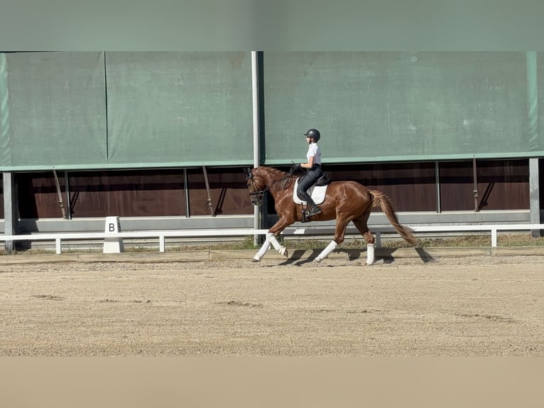 German Sport Horse Gelding 6 years 16.2 hh Chestnut-Red in Altenstadt