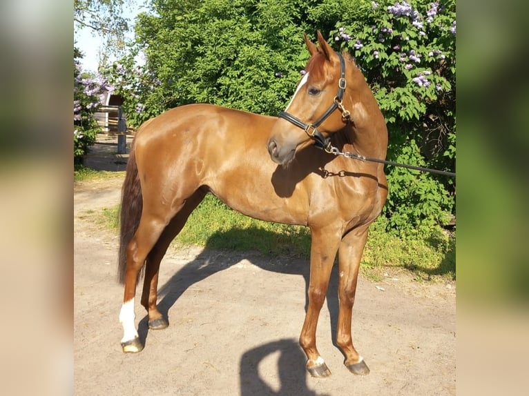 German Sport Horse Gelding 6 years 16.2 hh Chestnut-Red in Bischofsheim