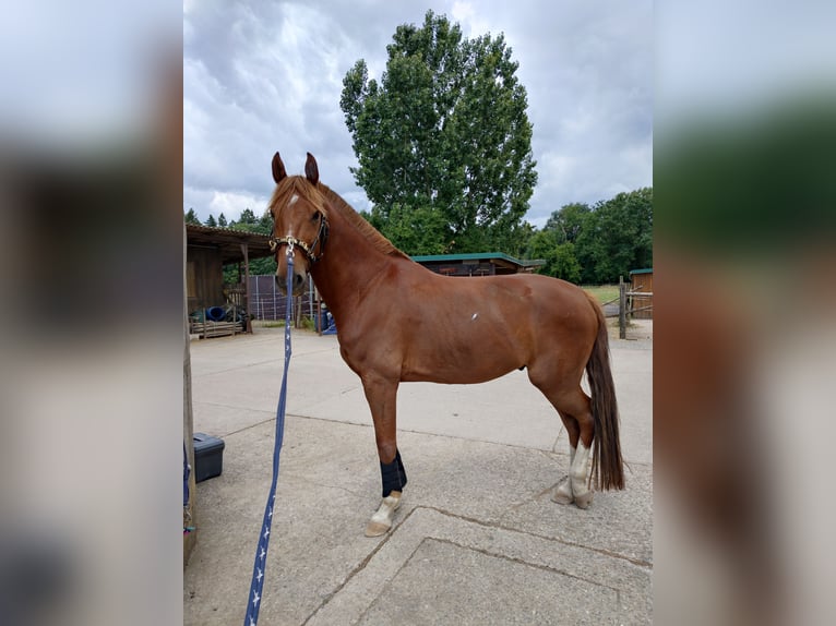 German Sport Horse Gelding 6 years 16.2 hh Chestnut-Red in Viernheim