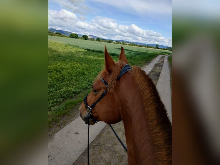 German Sport Horse Gelding 6 years 16.2 hh Chestnut-Red in Viernheim