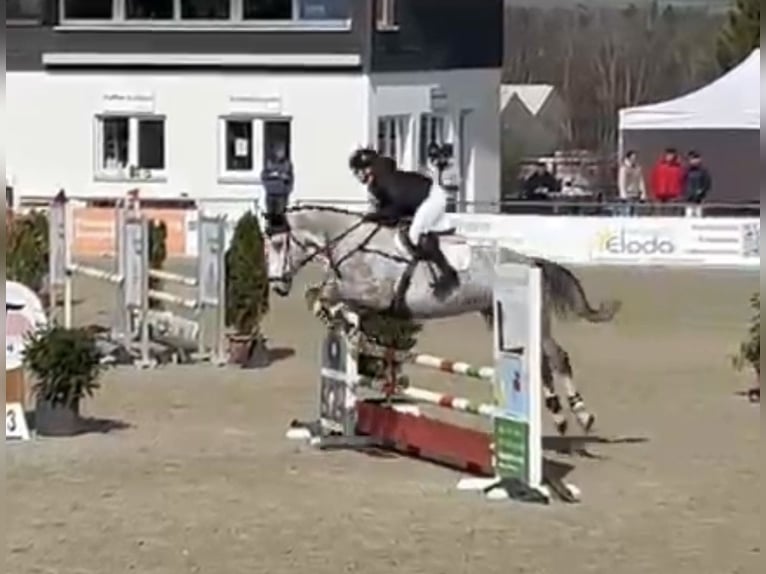 German Sport Horse Gelding 6 years 16.2 hh Grey in Weingarten