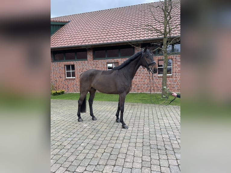German Sport Horse Gelding 6 years 16,3 hh Bay-Dark in Münster