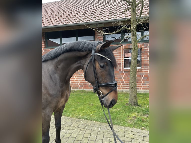 German Sport Horse Gelding 6 years 16,3 hh Bay-Dark in Münster
