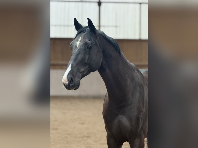 German Sport Horse Gelding 6 years 16.3 hh Bay-Dark in Schenklengsfeld