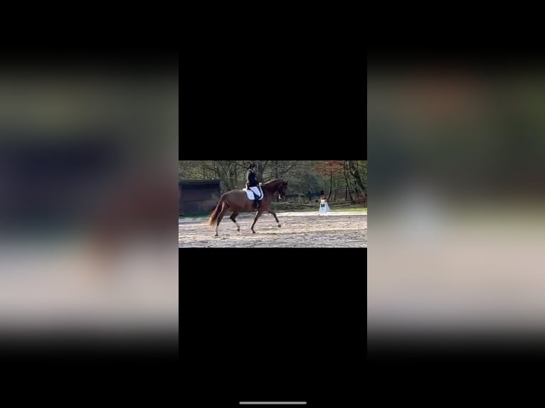 German Sport Horse Gelding 6 years 16,3 hh Chestnut-Red in Endingen am Kaiserstuhl