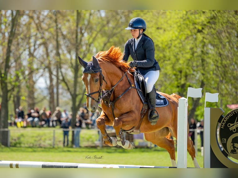 German Sport Horse Gelding 6 years 16.3 hh Chestnut-Red in Ströbeck
