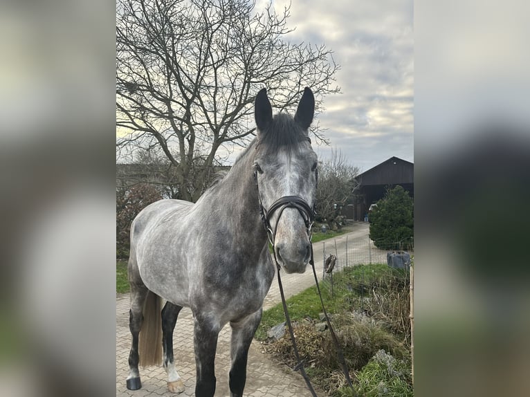 German Sport Horse Gelding 6 years 16,3 hh Gray in Babenhausen