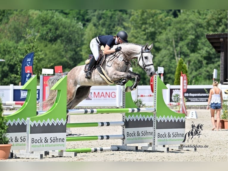 German Sport Horse Gelding 6 years 16.3 hh Grey in Illertissen