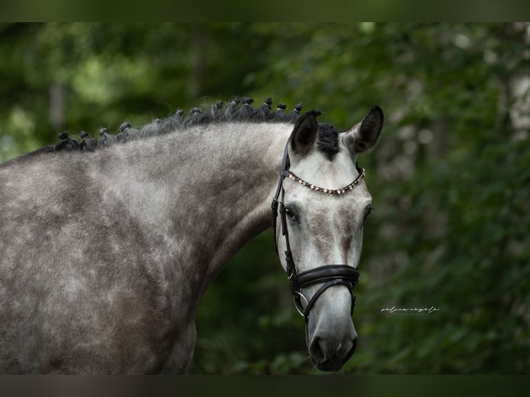 German Sport Horse Gelding 6 years 16.3 hh Grey in Illertissen