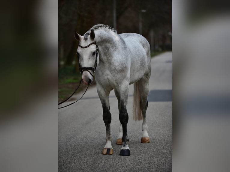 German Sport Horse Gelding 6 years 16.3 hh Grey in Kecskemét