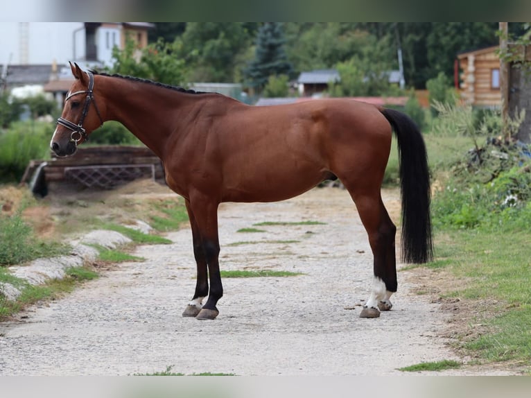 German Sport Horse Gelding 6 years 16 hh Bay in Mladá Boleslav